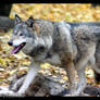 Greywolf IV