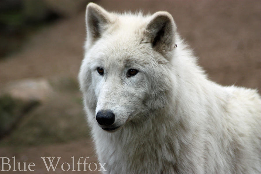 Canis Lupus by VitaniFox85 on DeviantArt