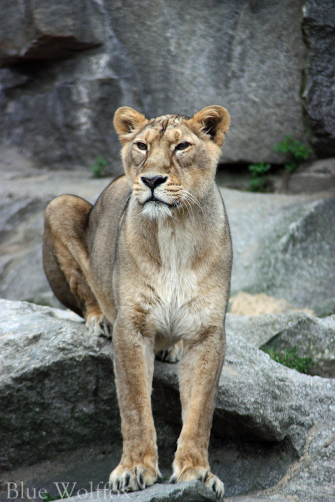 Lioness