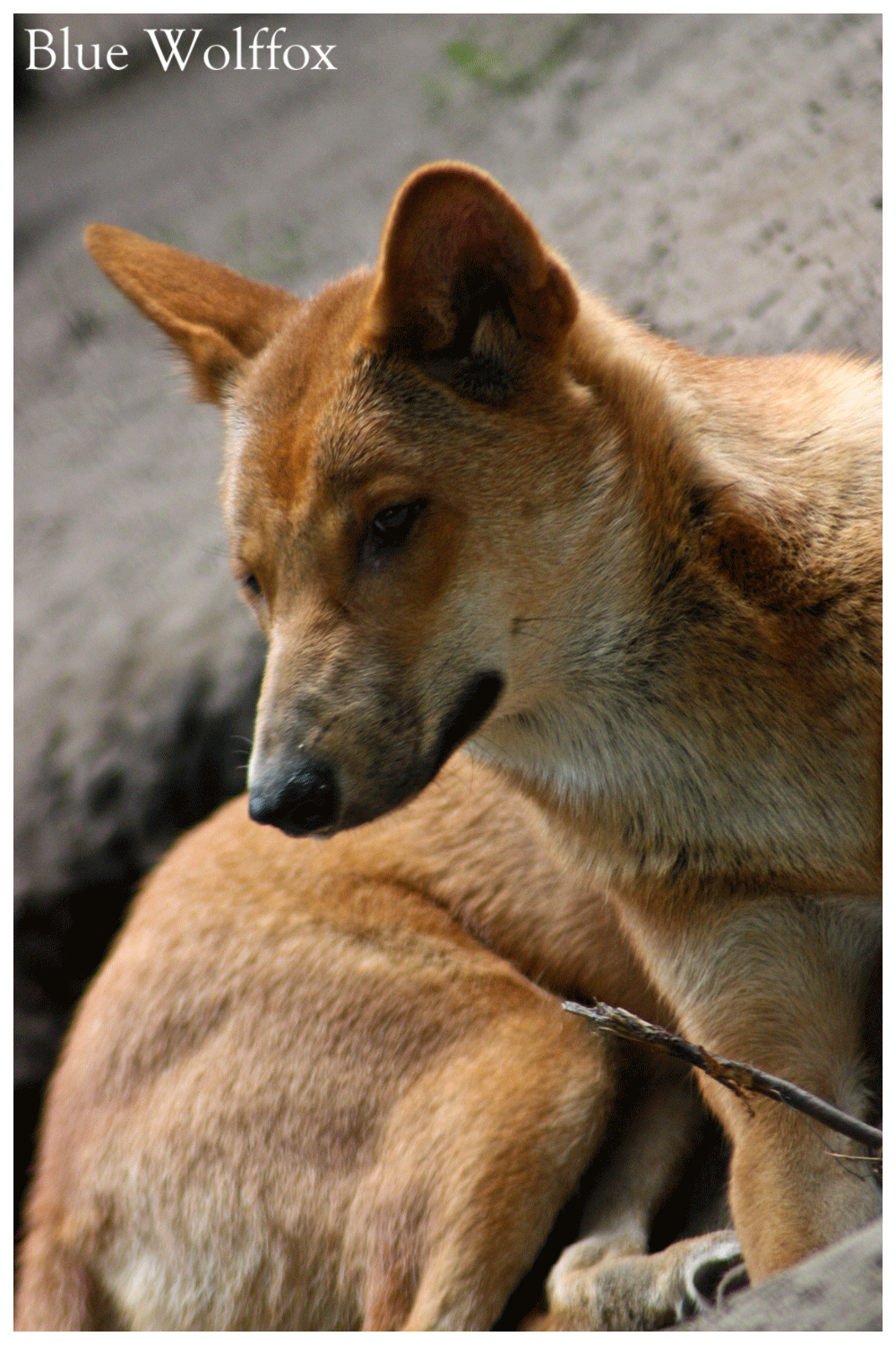 Dingo