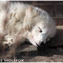 Sleeping Polarfox