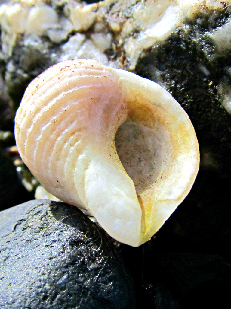 Shell 10 by a-murmuration on DeviantArt