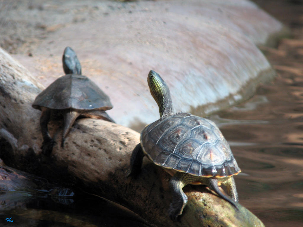 Sunning Turtles