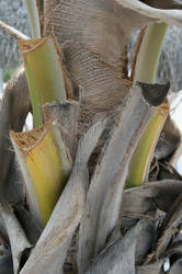 Palm Tree Husk