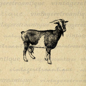 Antique Goat Digital Graphic No.488