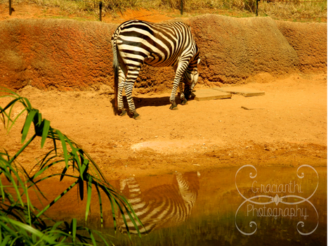 A Zebra's Reflection
