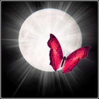 Moonlight Butterfly