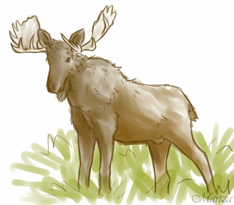 moose