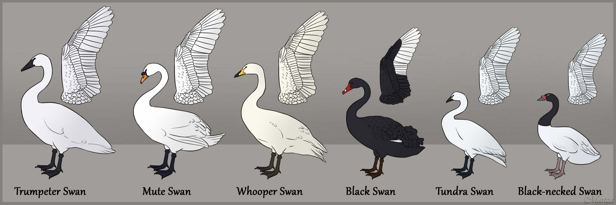 Swan Species By Martza On DeviantArt swan-species-by-martza-on-deviantart