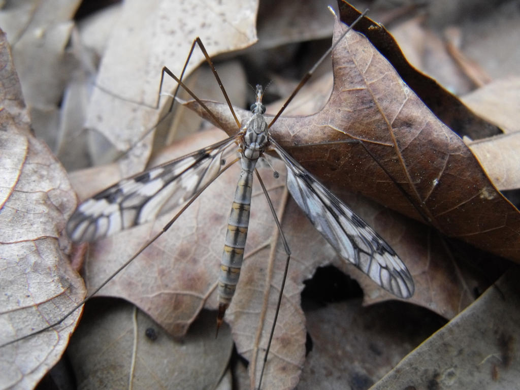 Aniniit Insect Insect by rivershannon0981 on DeviantArt
