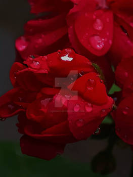 Roses with raindrops