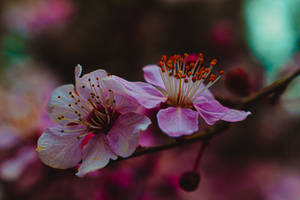 Pink blossom