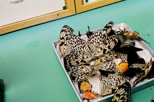 Plate of Wings