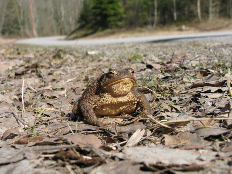 Toad by the road