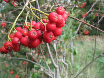 Autumn berries