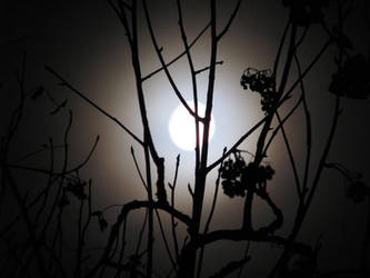 Tree in lunar light