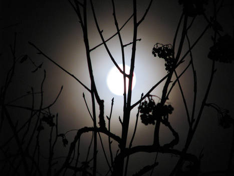 Tree in lunar light