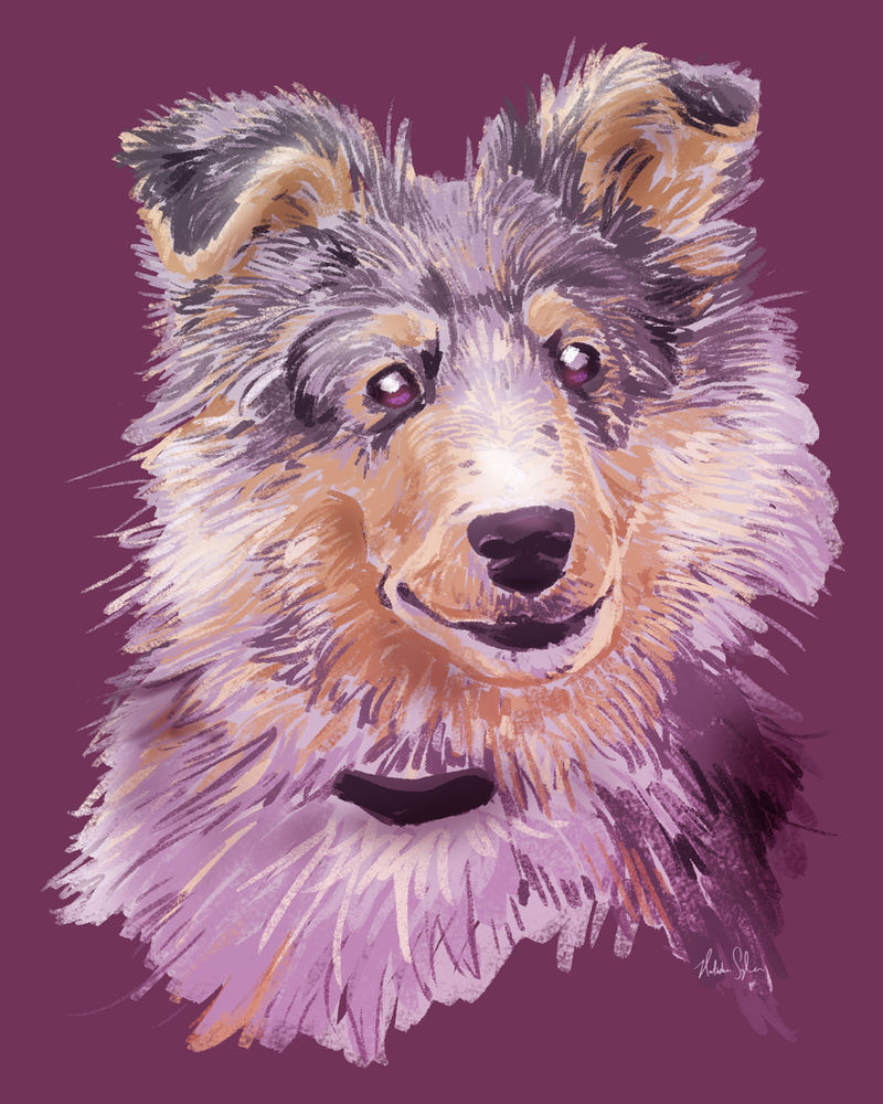 Sheltie