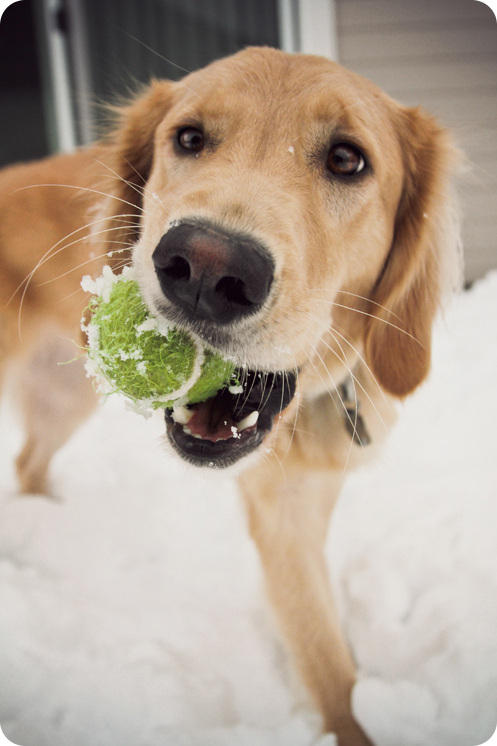 Snow Day XI