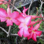 Pink Flowers