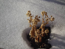 Chilly leaves