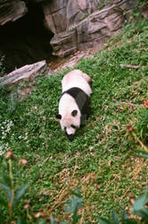 Giant Panda Roaming