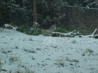 Giant Panda eating in the Snow