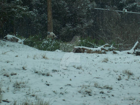 Giant Panda eating in the Snow