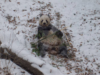 Giant Panda in the Snow