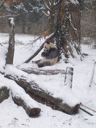 Giant Panda eats in the Snow