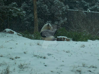 Giant panda meal in the snow