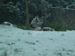 Giant panda meal in the snow