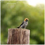 Lesser Striped Swallow