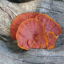 Red Fungi