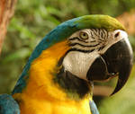 Arara Stock 3 by waterlenna