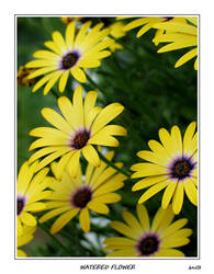 Watered Flower