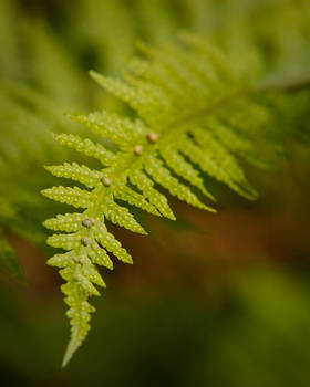 Dundee Botanic Gardens