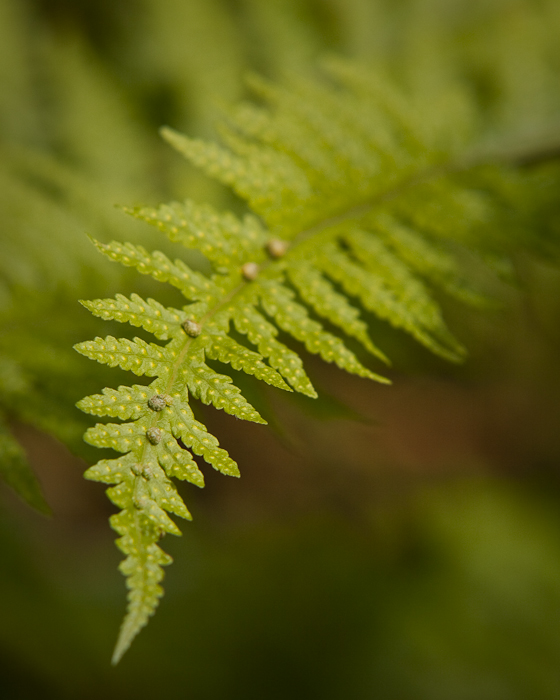 Dundee Botanic Gardens