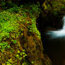 Spring, Newtyle Den