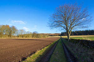 Field Track, Winter