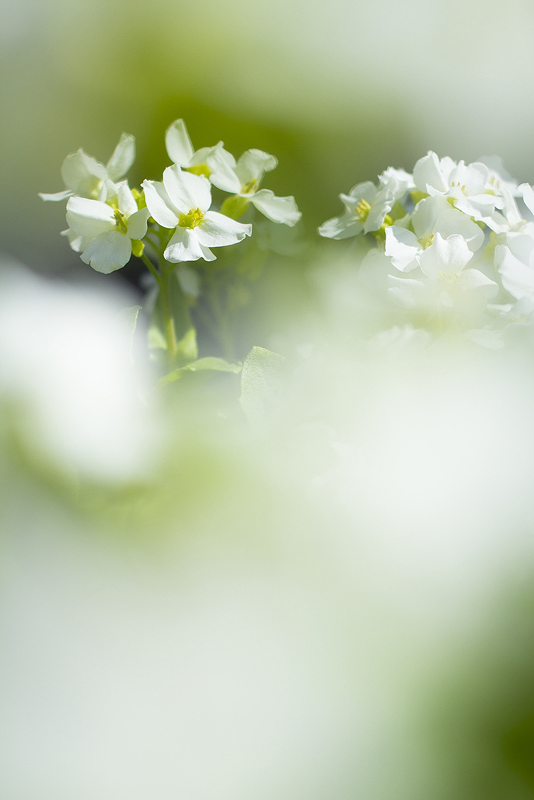 Spring in the Garden