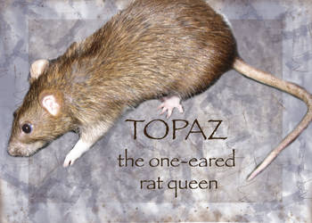 Topaz, the one-eared rat queen