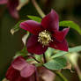 Helleborus - Red Hybrid