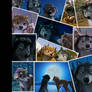 AAO pics