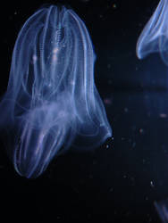 A Stable Jelly2