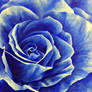 Blue Rose of Mystery
