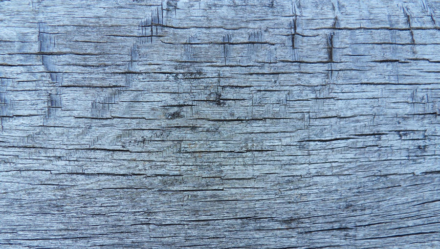 wood texture 14
