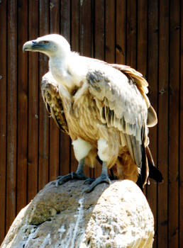 Griffon Vulture