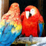 scarlet macaw 05