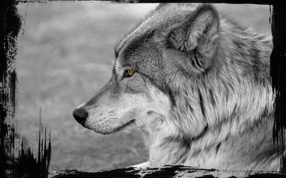 Wolfie :3